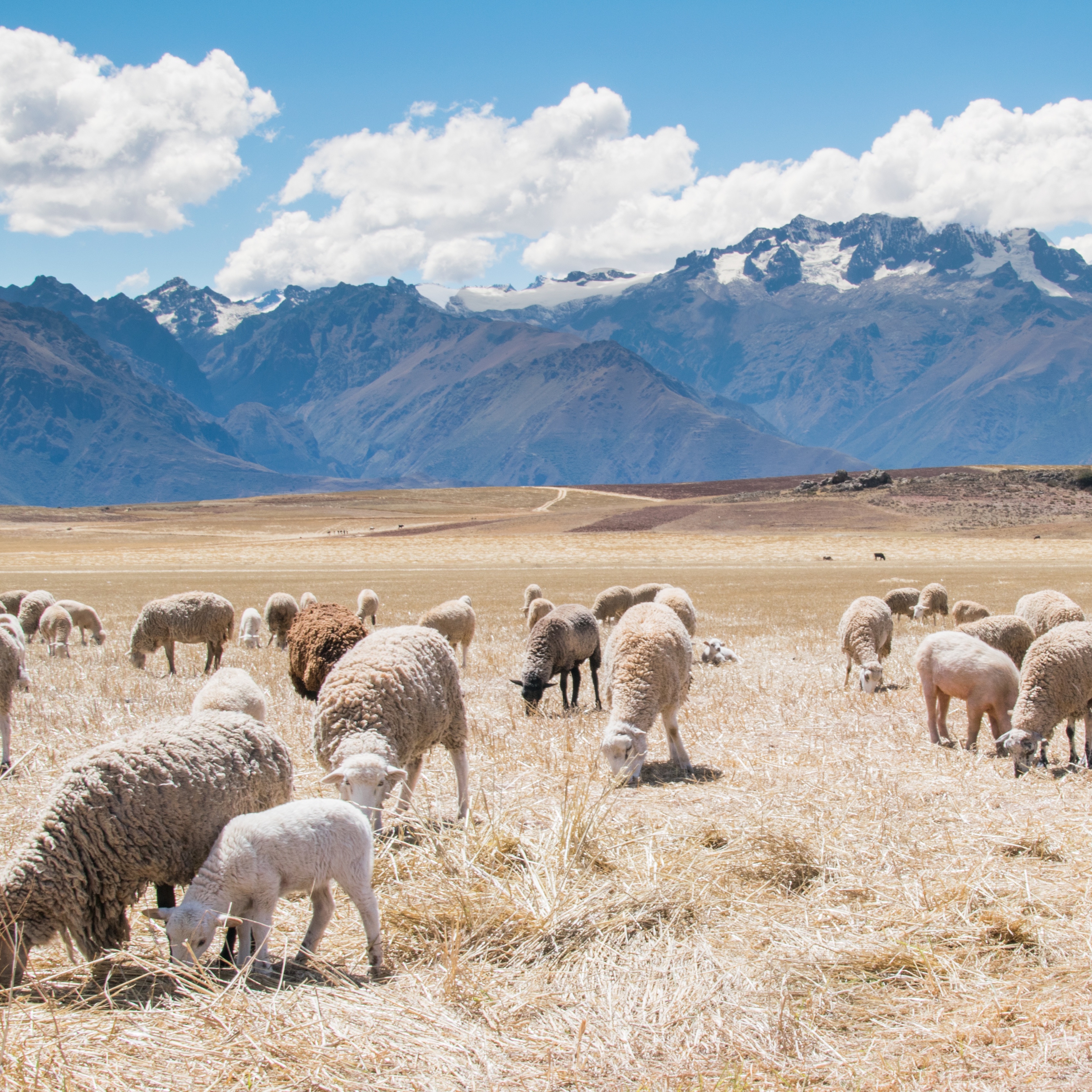 baby sheep